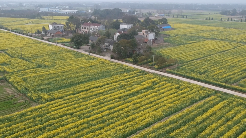 油菜花 (1) (1).png