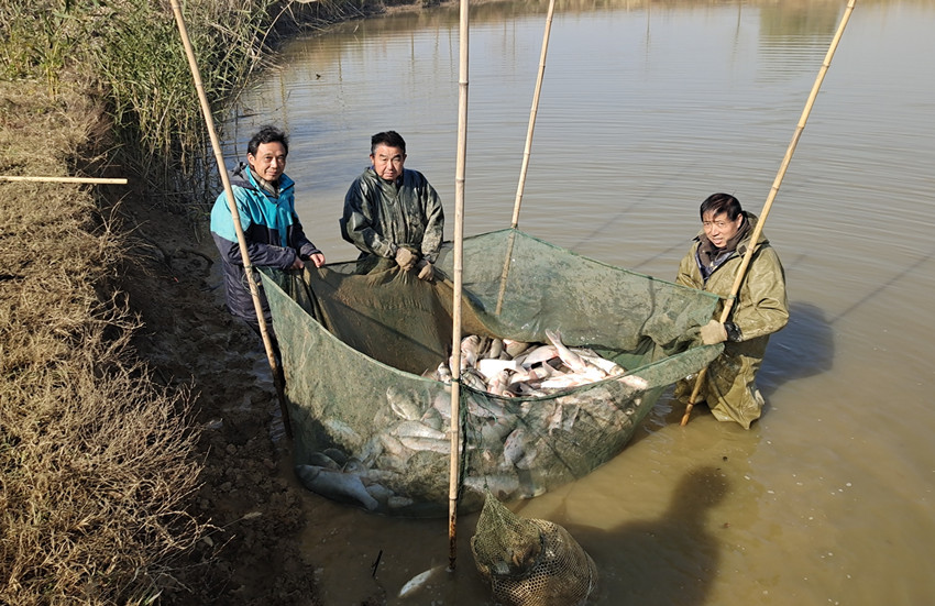 /uploads/image/2021/12/31/9c310cc4c1b4342bbbd5f54b2d9fd039.jpg 捕捞丰收时刻1.jpg