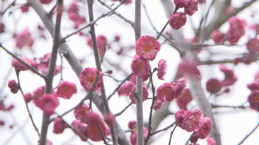 /uploads/image/2022/02/10/4452124fdd4a9c63ee76cb7eddfc686c.jpg 图为梅花凌寒怒放。.jpg