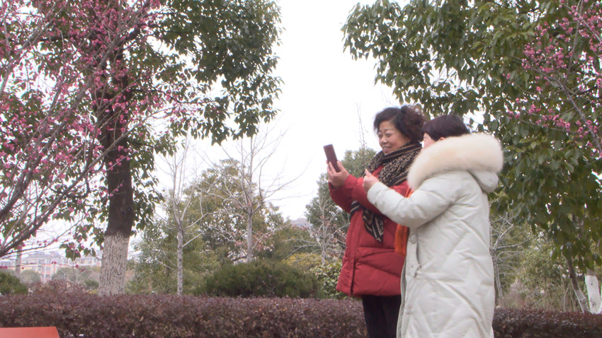 /uploads/image/2022/02/10/0f5e2047a5441f94502d8ff45cbe7c21.jpg 图为市民赏梅,拍照留念。.jpg