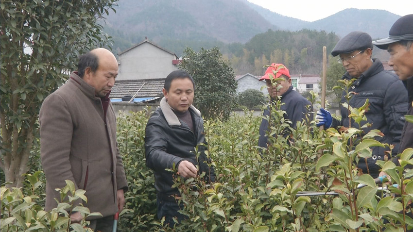 /uploads/image/2022/02/22/abf7db4f9d2d8326db67373bdfae94e5.jpg 图为农技人员为茶农进行修剪指导.jpg