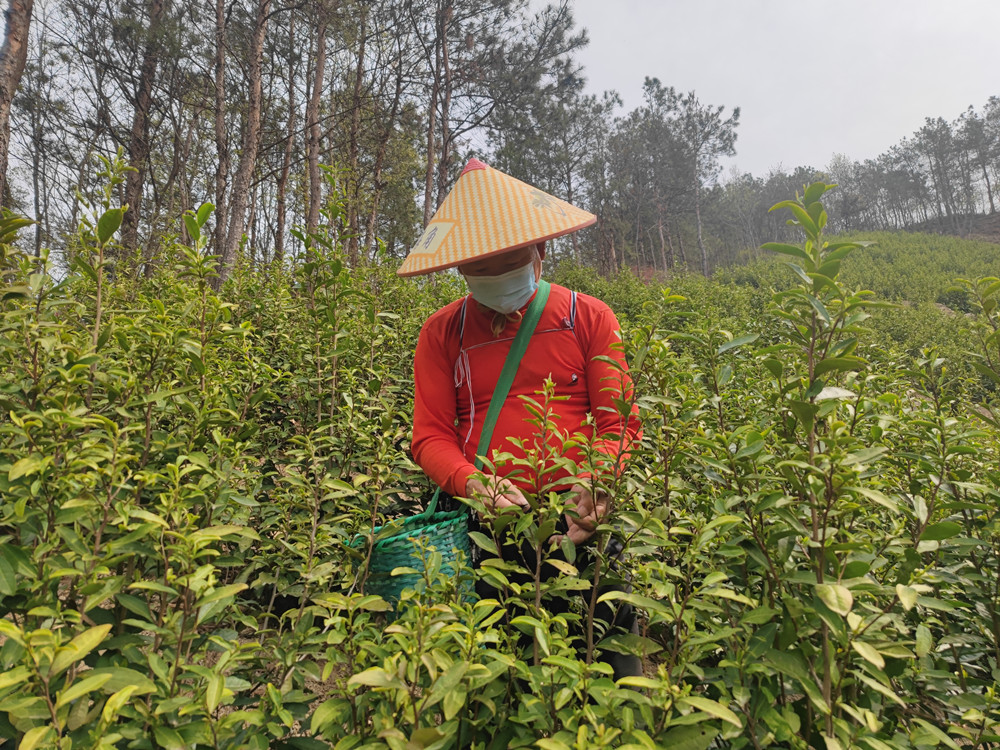 /uploads/image/2022/03/17/d12146df96b4ae6b0cbb734d1b27cc18.jpg 春暖茶飘香 茶农采茶忙.jpg