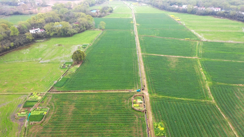 /uploads/image/2022/03/26/a462789d6f281a02efbcdfe53843ed95.jpg 小麦.jpg