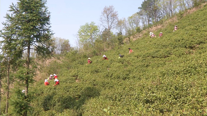 /uploads/image/2022/04/01/0133624efe81842a7b412275a9beaa9c.jpg 图为采茶现场.jpg