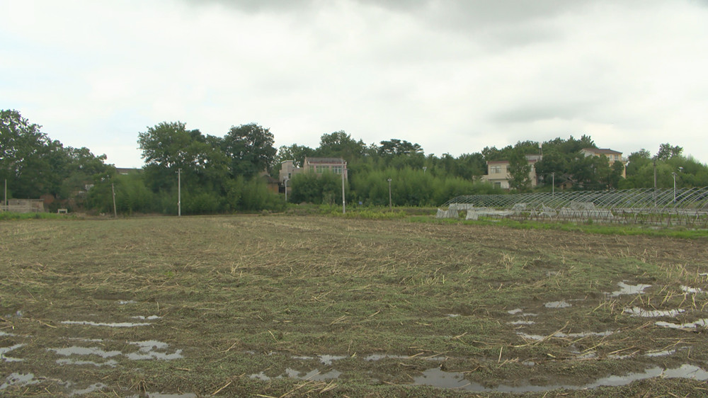 /uploads/image/2022/06/07/e2d89cd618c51c7cc916f81b7edfce66.jpg 图为粉碎后的秸秆在田里浸泡。.jpg