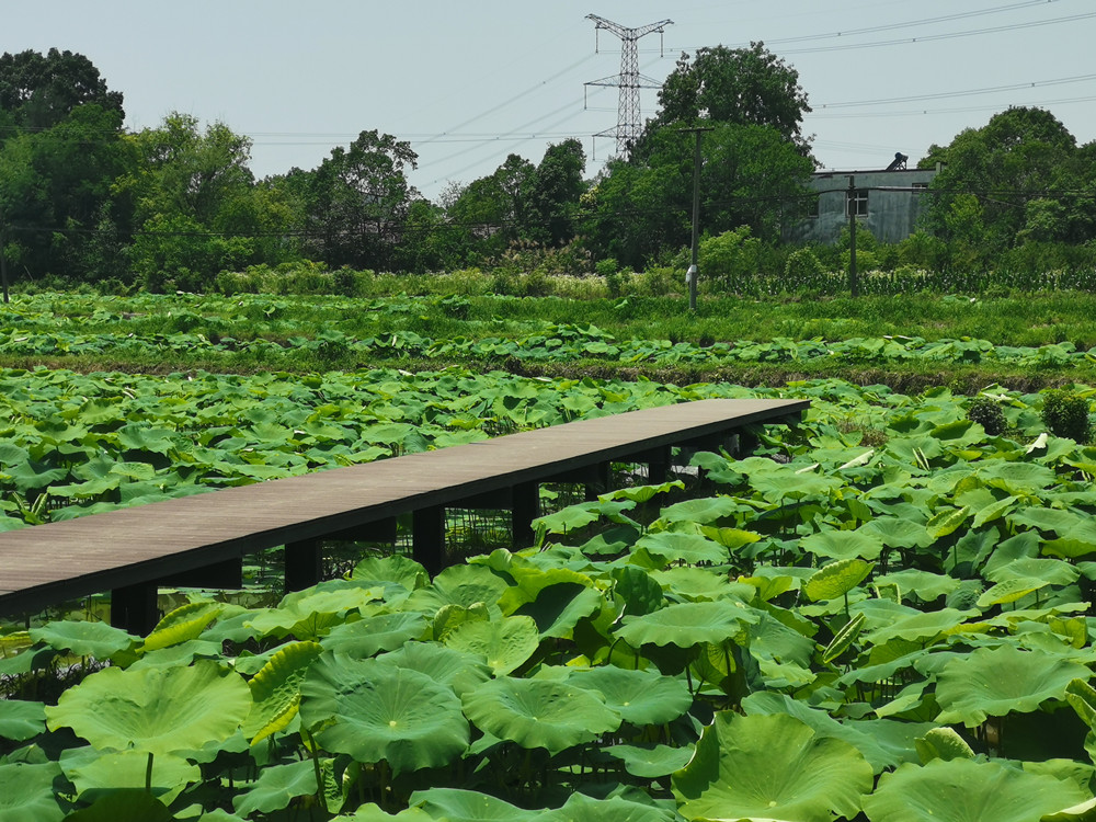 /uploads/image/2022/06/17/b2f4ba4d23966fdc5b07bd8171538e36.jpg 图为荷塘景点一角。.jpg