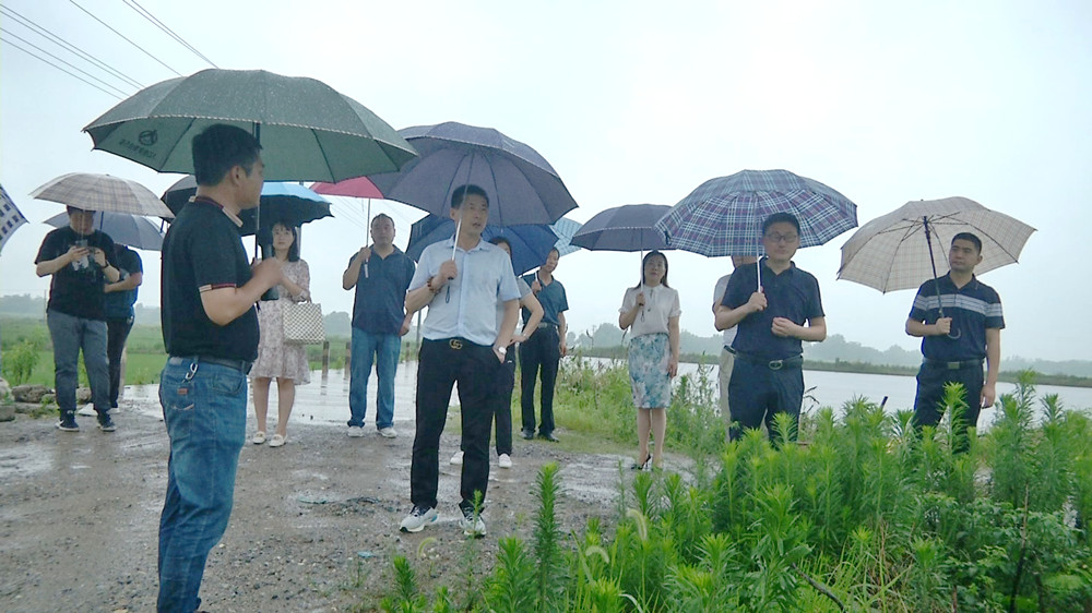 /uploads/image/2022/06/24/bc3f95c5b5287f728e48811484cdac0d.jpg 图为参观金神镇包圩村小幸福圩“千亩良田”新增耕地项目.jpg