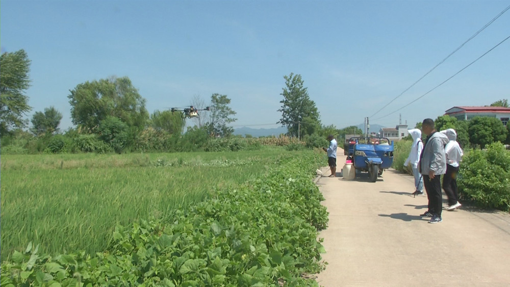 /uploads/image/2022/08/10/61e2fbdb8d2e79a1eb577d8f35544540.jpg 图为大关镇农技站工作人员在指导种植户用无人机进行田间用药.jpg