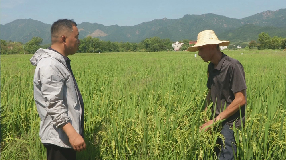 /uploads/image/2022/08/10/7773c1a7ca75fbe0b485ee277ca973e8.jpg 图为大关镇农技站工作人员在指导种植户田间管理.jpg