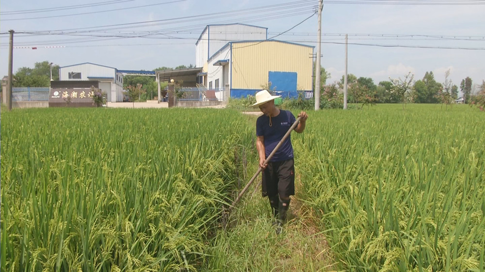 /uploads/image/2022/08/24/c047bfb88f4fd1902d45a17c8451a169.jpg 图为王海潮田间作业_副本.jpg
