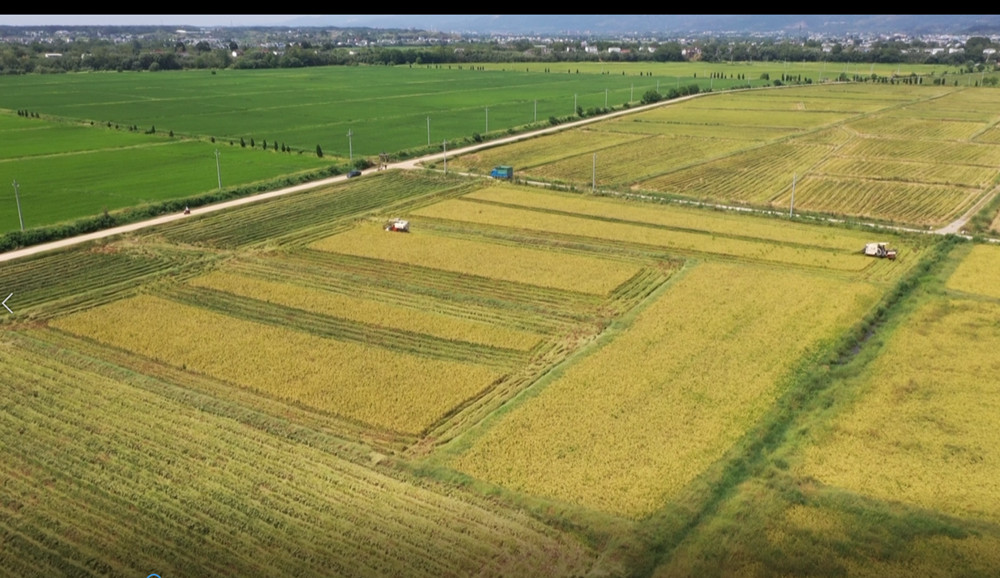 /uploads/image/2022/08/26/a79c23561104d3fc0c15d2e197eb3646.jpg 再生稻1.jpg