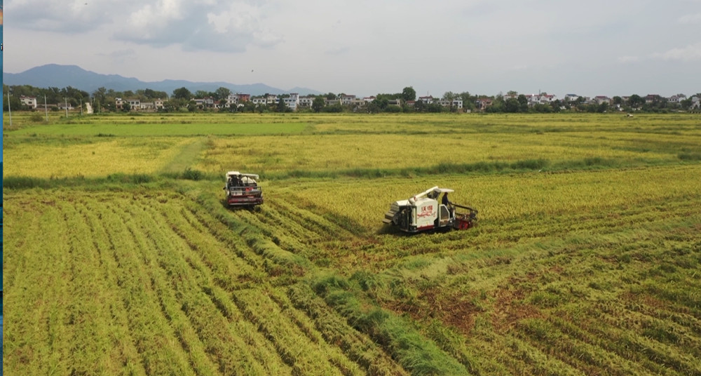 /uploads/image/2022/08/26/6681a886cf8daf562dec5313c716948e.jpg 再生稻2.jpg