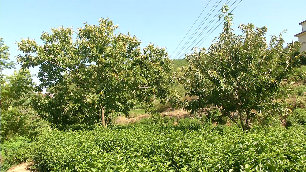 /uploads/image/2022/09/14/a9b7ed8b71ff9ad5f1bc02e981335077.jpg 图为茶园套种的板栗树.jpg