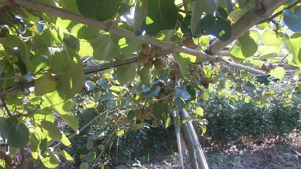 /uploads/image/2022/09/14/c658f39c1728ed02261de48ac16557b2.jpg 茶园套种的猕猴桃.jpg