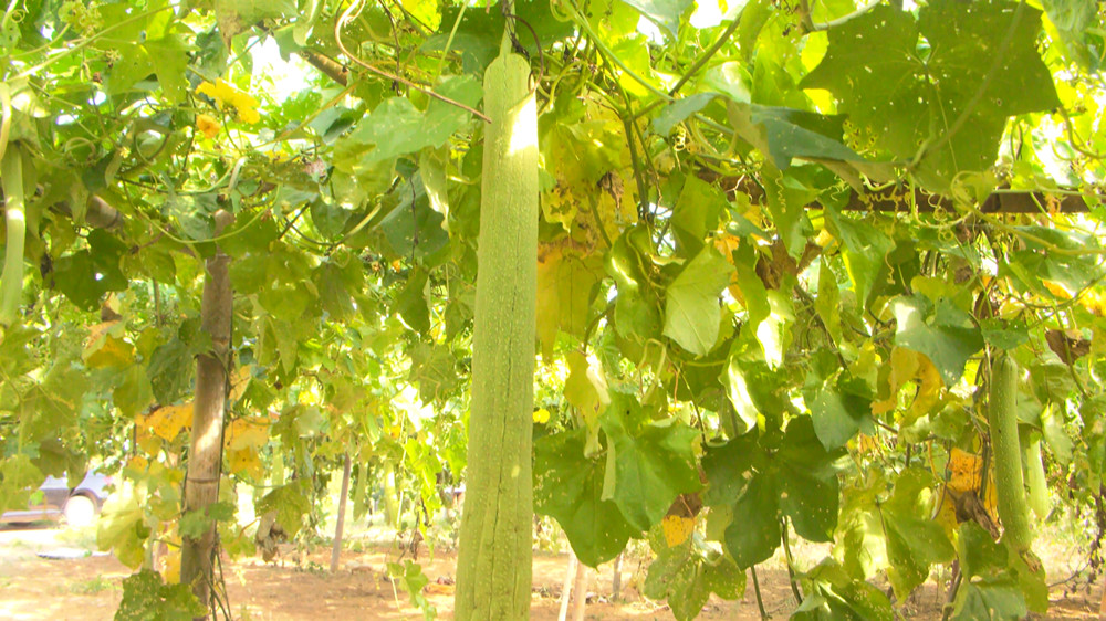 /uploads/image/2022/09/15/1bd2c2e719a0083933f4b0641619c54f.jpg 图为丝瓜丝瓜长势喜人,个个硕长饱满。.jpg