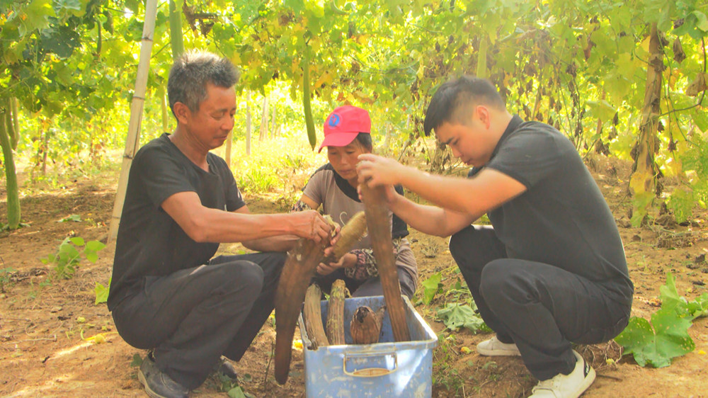 /uploads/image/2022/09/15/3f61c0f8f02c4a7dbd5a4cf01bacb8b0.jpg 图为工人为丝瓜去皮。.jpg