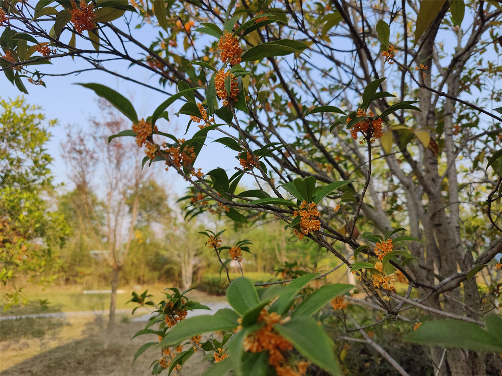 /uploads/image/2022/10/24/0e3f44a5f3307a36f64c02df4d476119.jpg 苗山湖2.jpg