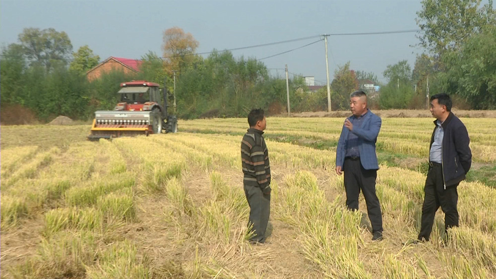 双港镇农技特派员在田间查看小麦播种情况.jpg