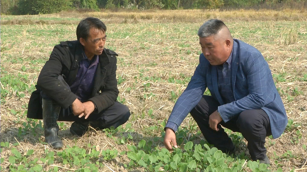 双港镇农技特派员在油菜种植基地指导农户种植管理技术.jpg