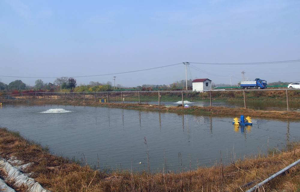 鳜鱼、鲈鱼养殖基地 一瞥.JPG