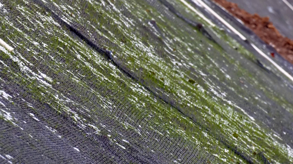 /uploads/image/2022/12/27/f91bba67073fd0424a3edd35f044c71d.jpg 图为前期修复的矿山坡上已长出新绿 .jpg