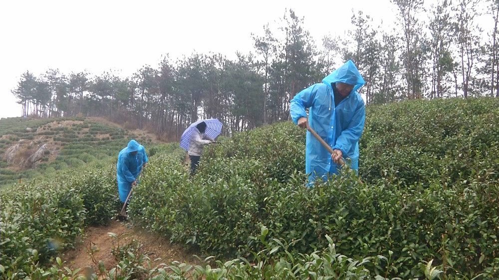 /uploads/image/2023/01/18/9bb9398e0a3c757f6e8e687f982f304d.jpg 图为田间管理.jpg