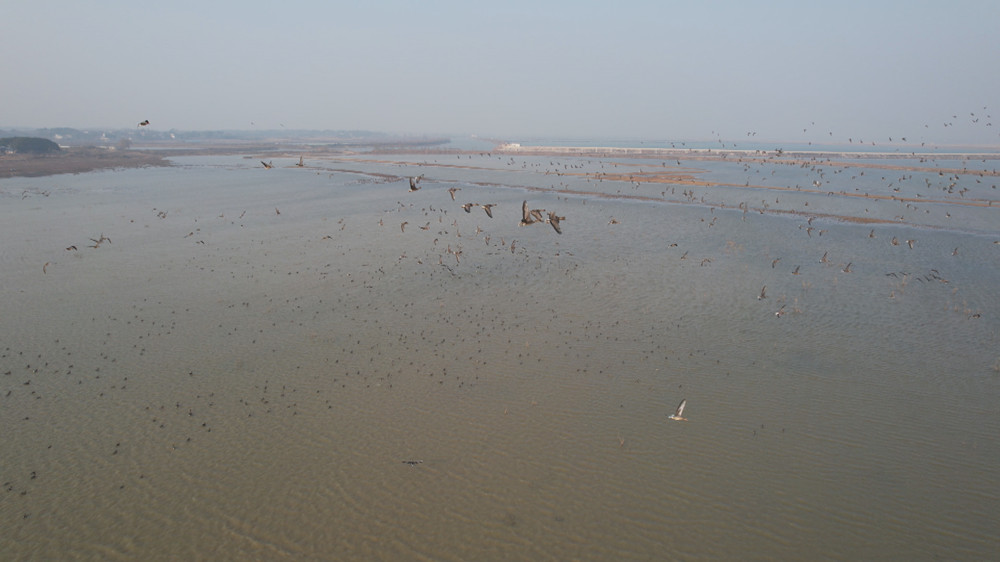 /uploads/image/2023/02/01/20d23d9fbc3fabc75def19bd43f288a2.jpg 图为航拍下的嬉子湖候鸟群.jpg