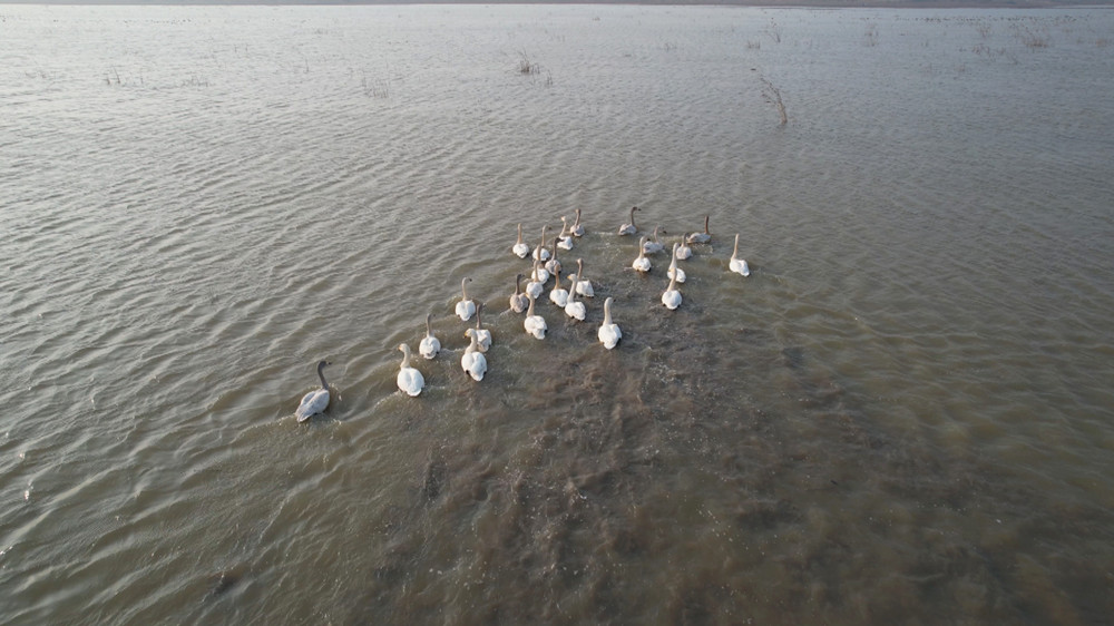 /uploads/image/2023/02/01/e7df945e4ed2405f95833a6c09e7a8ee.jpg 图为正在嬉子湖国家湿地公园里嬉戏的天鹅群.jpg