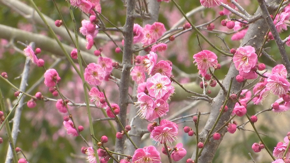 /uploads/image/2023/02/13/43fa090d03e26debb93ac961427f3be6.jpg 梅花.jpg