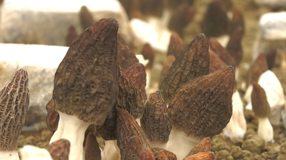 /uploads/image/2023/03/20/9a73b433b11e35910f15c72e0a25bd95.jpg 1679050981612.jpg