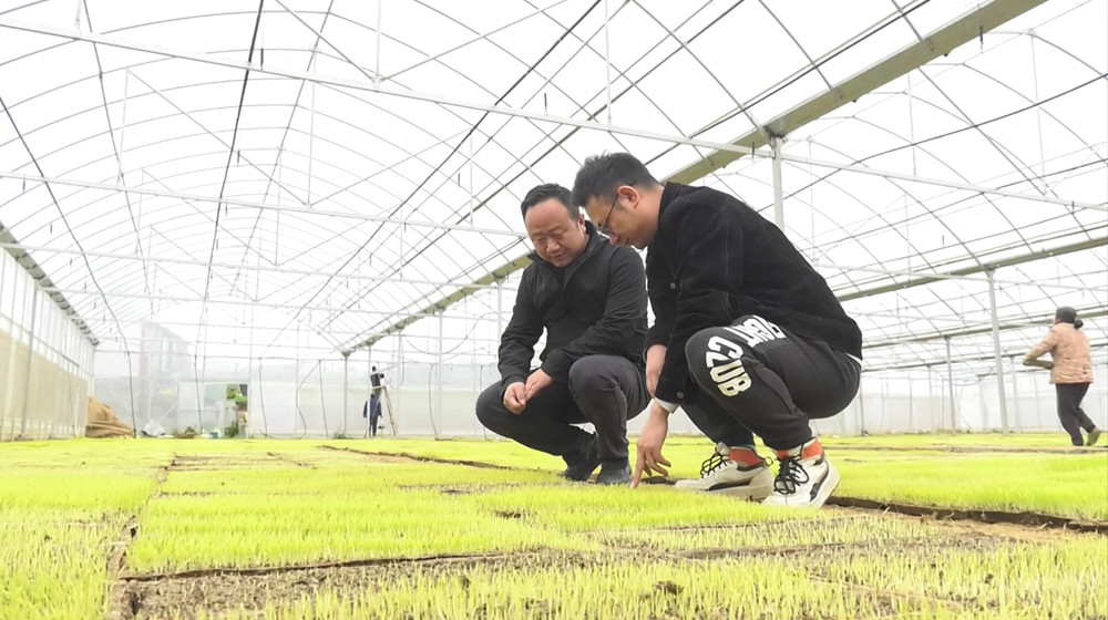 /uploads/image/2023/03/27/00d37248d08ce7ce07ac4fed8ac9fc0c.jpg 农场负责人查看秧苗长势.jpg
