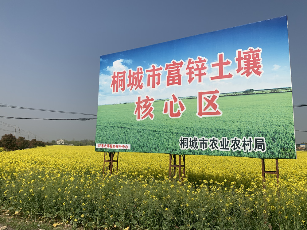 /uploads/image/2023/03/29/42aa4df714386846872bdc90a74a92ec.jpg 农业农村部油菜科技小分队来桐调研指导油菜生产4.jpg