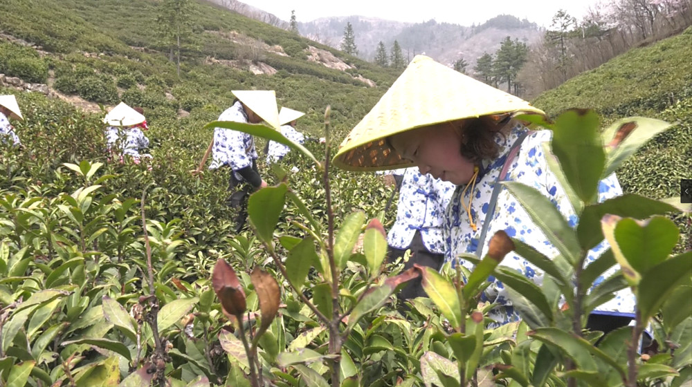 村民采茶.jpg