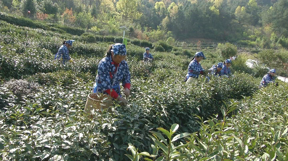 图为采摘现场.jpg