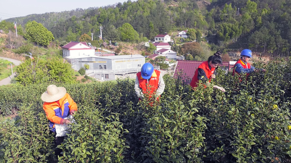 图为国网桐城市供电公司党员服务队正在帮助茶农一起抢收鲜茶 .jpg