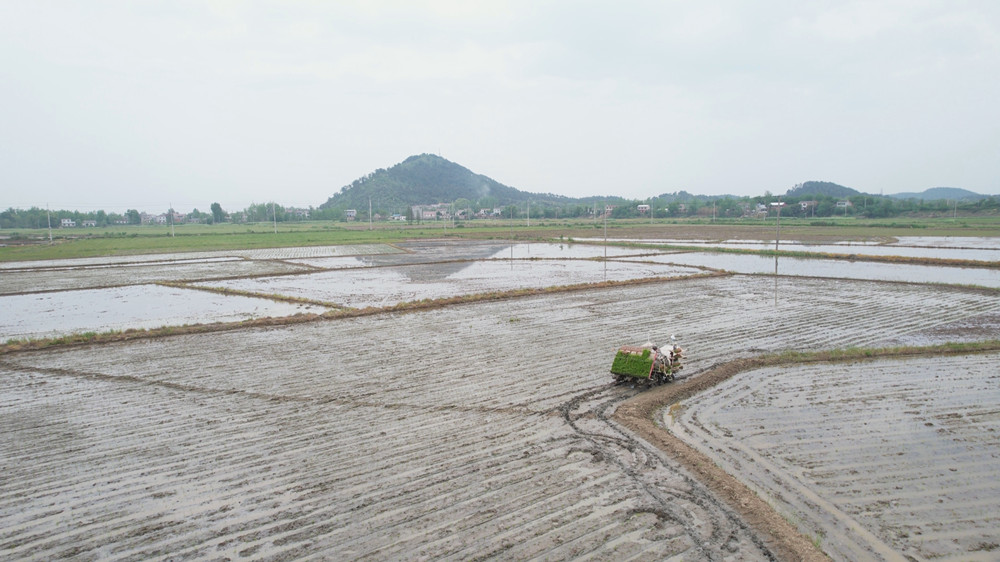 /uploads/image/2023/04/19/533ebb10d6b619e1d2365d211b3e6c63.jpg 早稻插秧.jpg