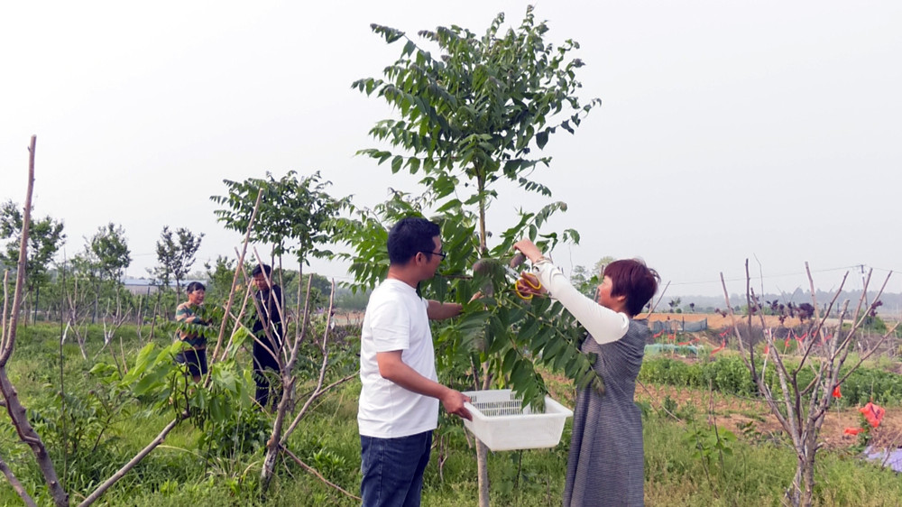 /uploads/image/2023/04/20/c38c833c727de3f6e71b18f3f1114209.jpg 图为村民们正在采摘香椿树芽 .jpg