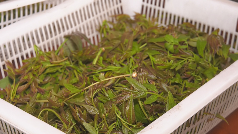 /uploads/image/2023/04/20/08928782d243f8056edb66d506831771.jpg 图为经过再次筛摘后的香椿树芽尖 .jpg