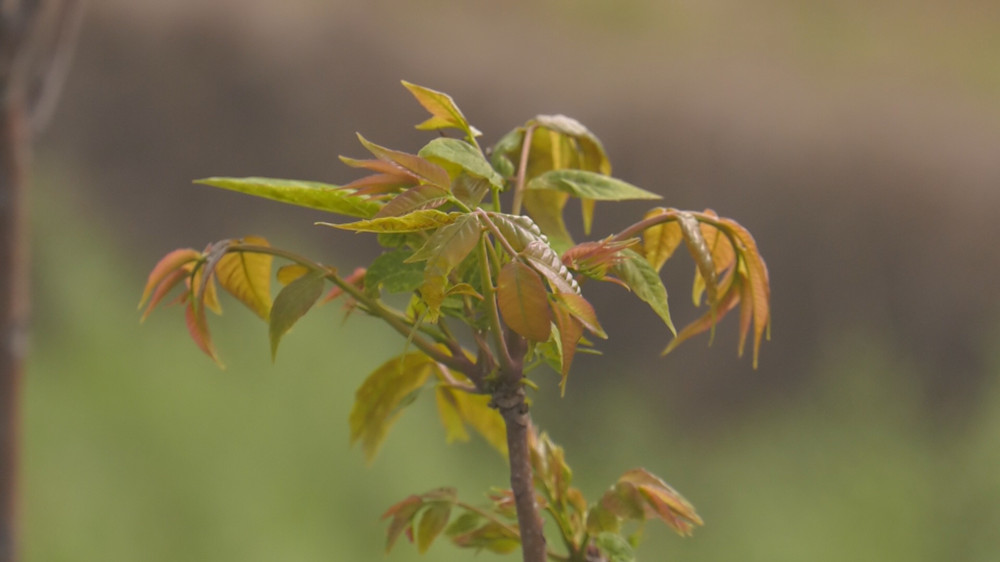 /uploads/image/2023/04/20/8236e359d0676a6bdeb30f1d316e75a9.jpg 图为香椿树芽.jpg