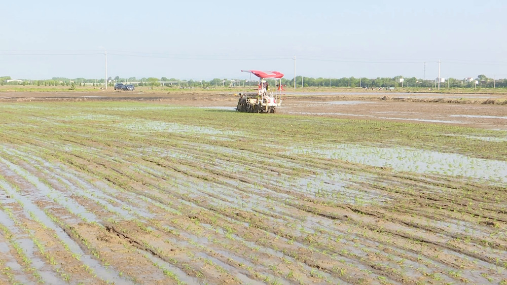 /uploads/image/2023/04/23/422b59ffec8be920cd3d566a768ae3d9.jpg 水稻插秧3.jpg