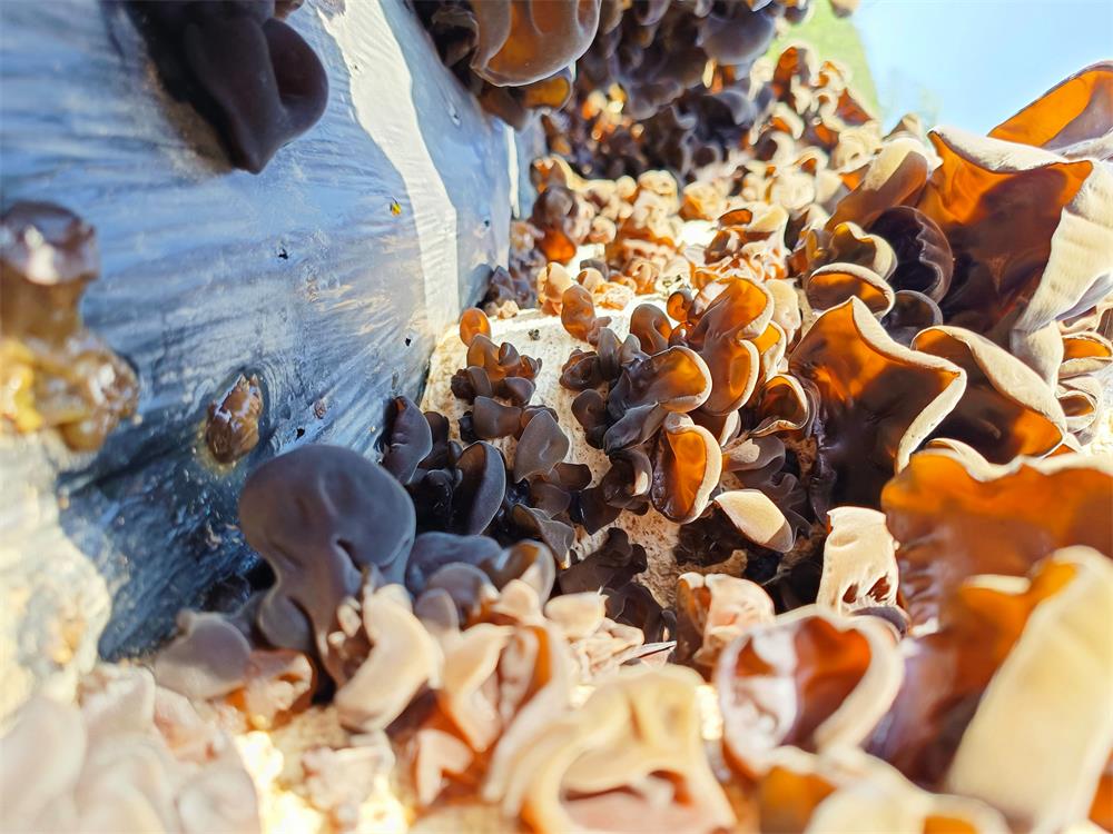 /uploads/image/2023/04/30/ccbc9515317fceff3012709c6e4bb505.jpg 图为木耳色泽黑亮、健硕肥大。.jpg