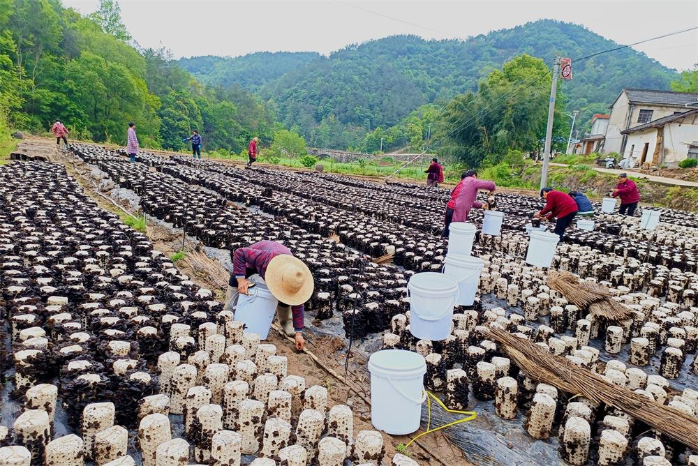 /uploads/image/2023/04/30/48baa2e3d421d7f06bd2720d947a4930.jpg 图为村民正在进行木耳采收工作。.jpg