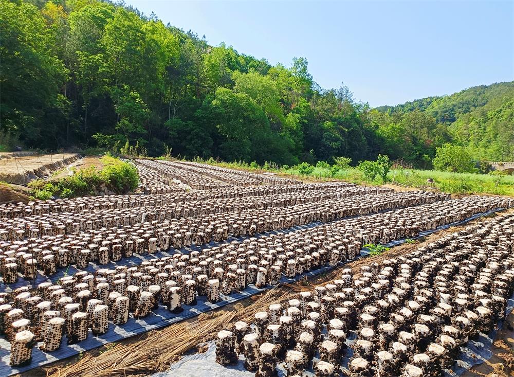 /uploads/image/2023/04/30/53ea6cffd64c5cbac2c9f281634f8f06.jpg 图为木耳基地。.jpg