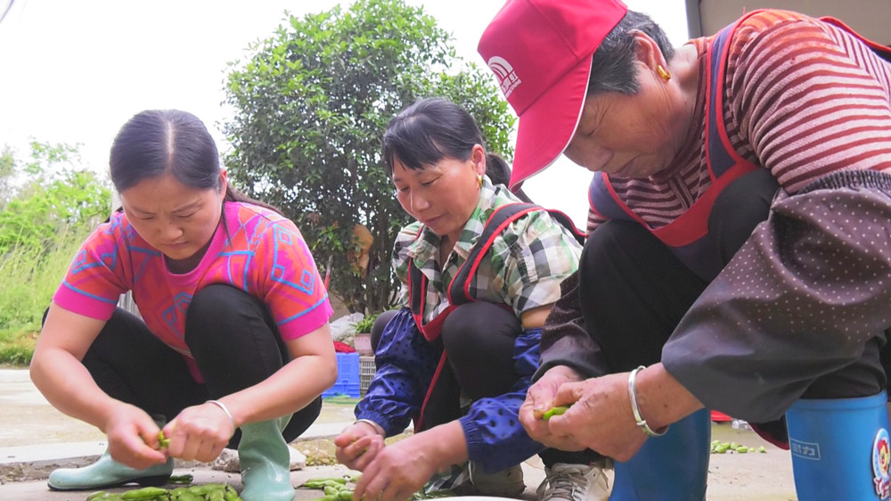 图为江海燕正在和邻居一起剥蚕豆 .jpg