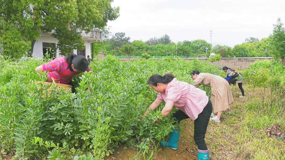 图为江海燕（左一）正在和邻居一起采摘鲜蚕豆.jpg