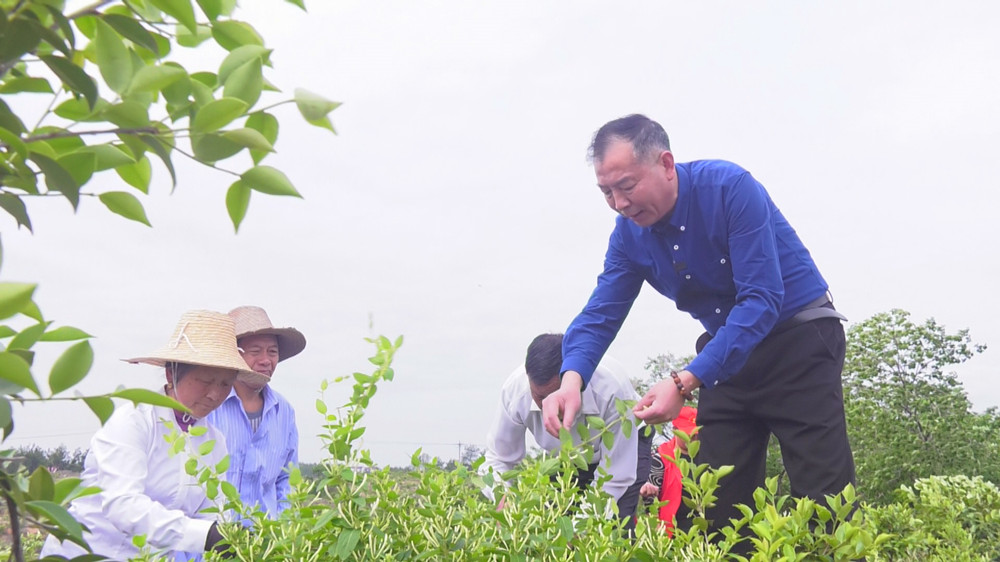 图为当地科技特派员正在指导村民正确采摘金银花.jpg