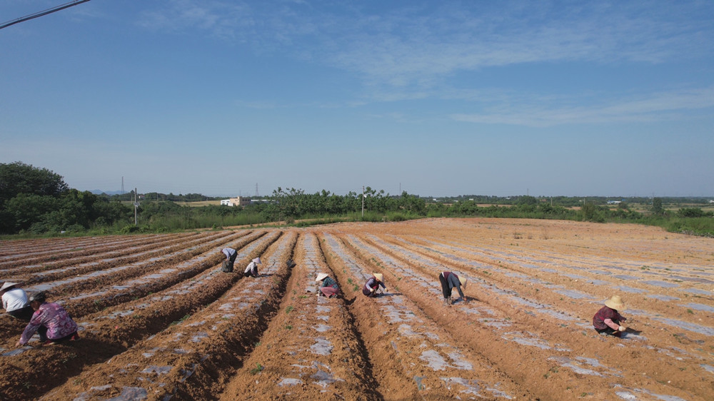 /uploads/image/2023/05/10/48e8f19897dfa13cab169eed7aeff152.jpg 栽种芋头.jpg