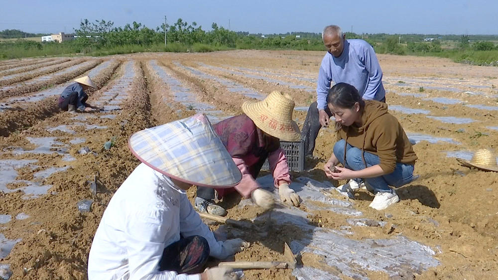 /uploads/image/2023/05/10/266a72af25b4f21f7d929230fef7b66d.jpg 芋头2.jpg