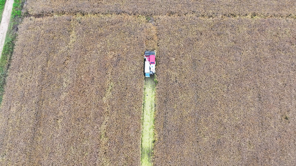 图为种植户组织的收割机正在抢收油菜.jpg