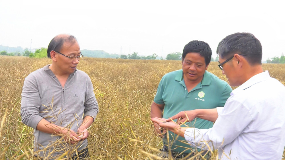 图为当地农业技术推广站工作人员正在现场测产验收 .jpg